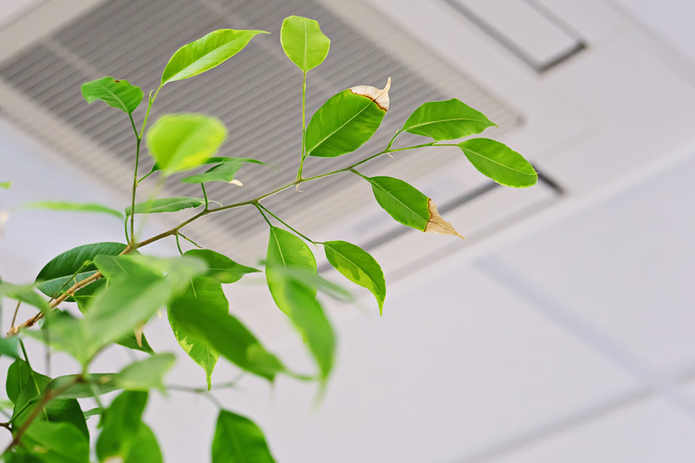 The Effects of Air Conditioning On Houseplants