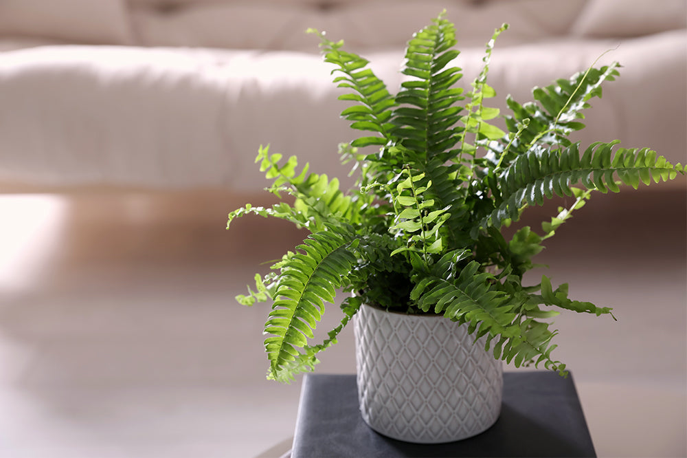 How to Keep Your Fern Alive: Indoor Plant Care Tips