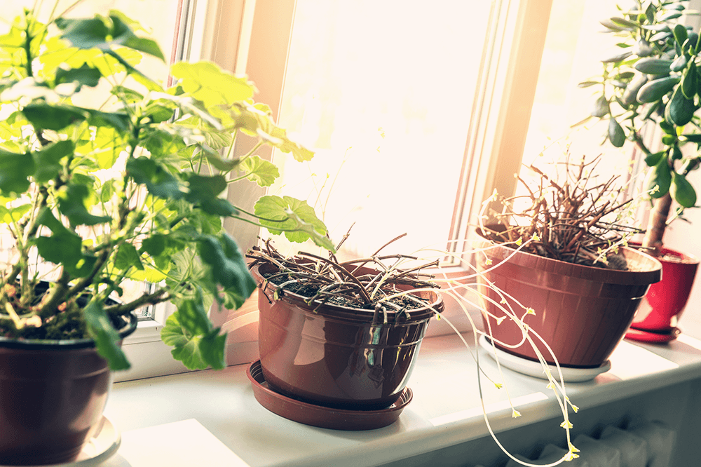 Dead or Dormant — How To Tell If Your Plant Is Just Chilling