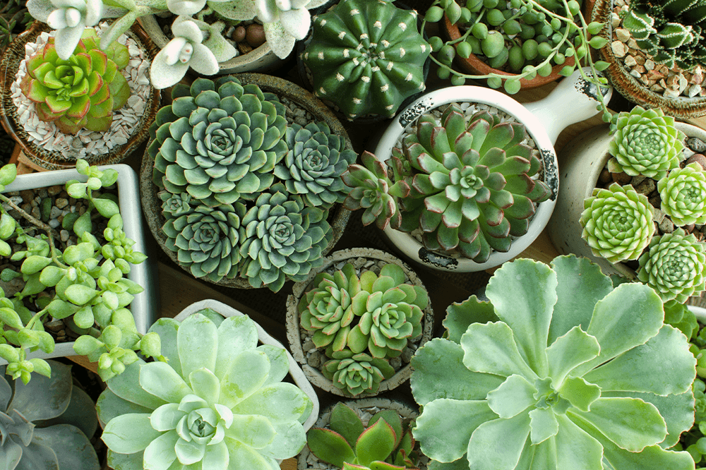 Plant Decor Shop assorted succulents