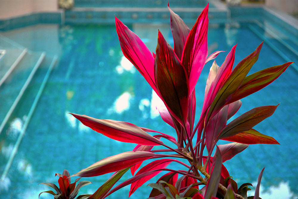 Tropical Poolside Houseplants and Summer Succulents