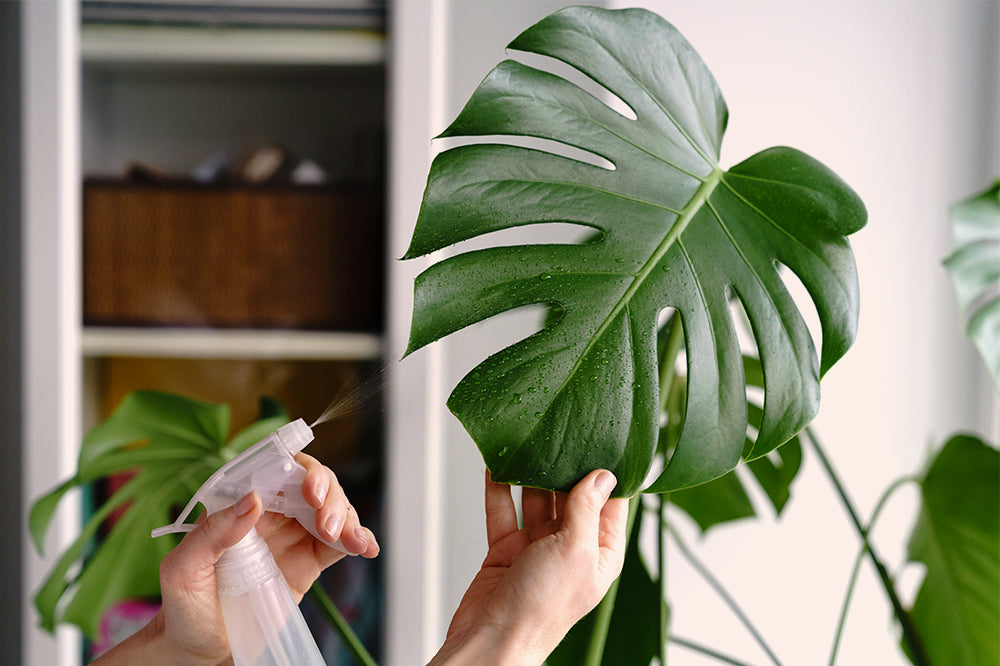5 Easy Ways to Increase Humidity for Houseplants