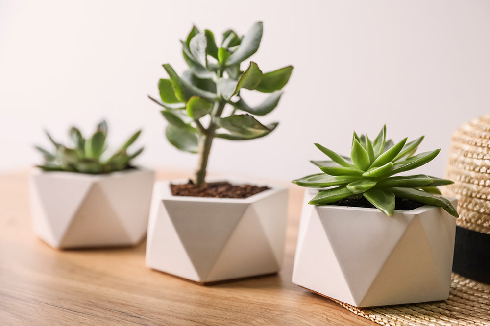Grow Like a Pro: How to Care for Succulents Indoors