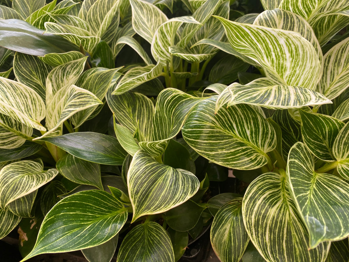 Philodendron Plant Decor Shop