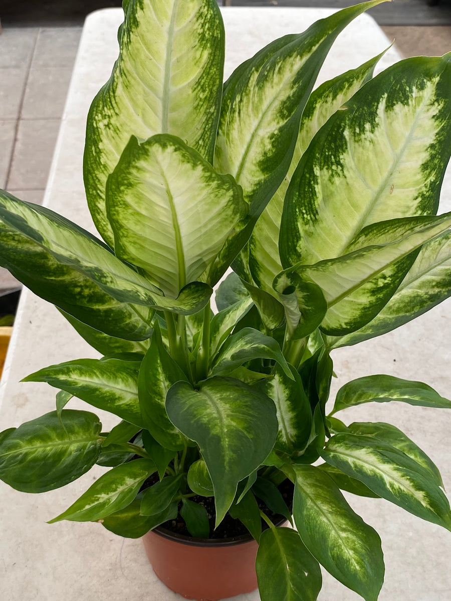 dieffenbachia 'camilla' 6" Dieffenbachia Camille