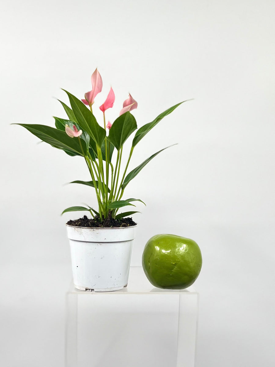 anthurium lily 4" Anthurium, Lilli – Plant Decor Shop