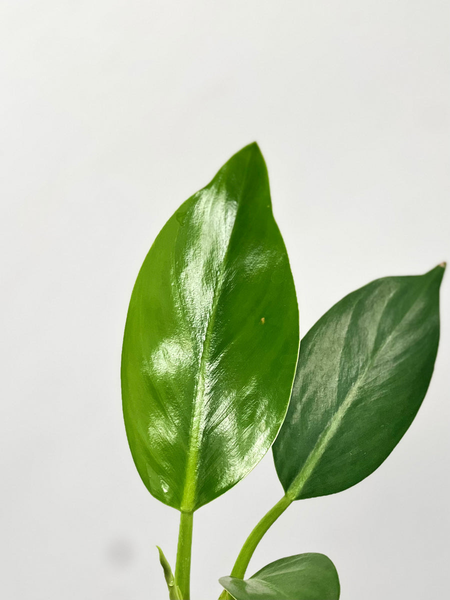 philodendron congo emerald 4