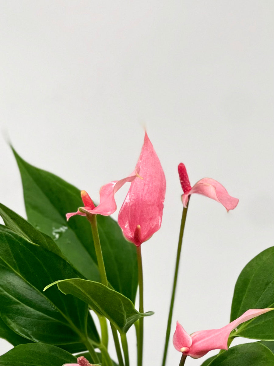 anthurium lilli 4" Anthurium, Lilli – Plant Decor Shop