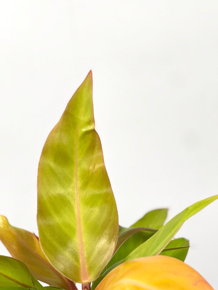 philodendron kaleidoscope 4" Philodendron Prince Of Orange – Plant Decor Shop