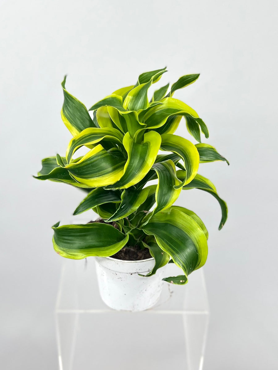 dracaena tornado plant care 4" Dracaena Tornado – Plant Decor Shop