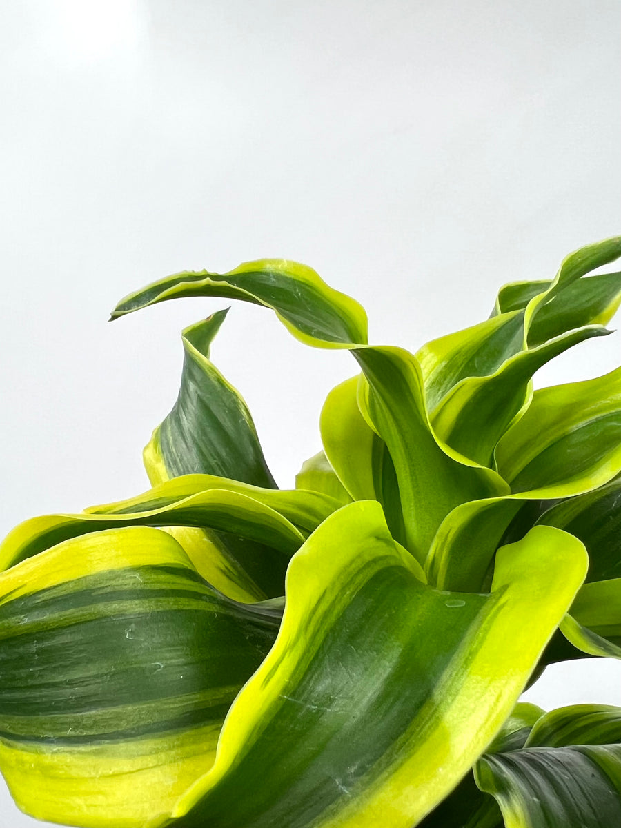 dracaena 18 spiral 4