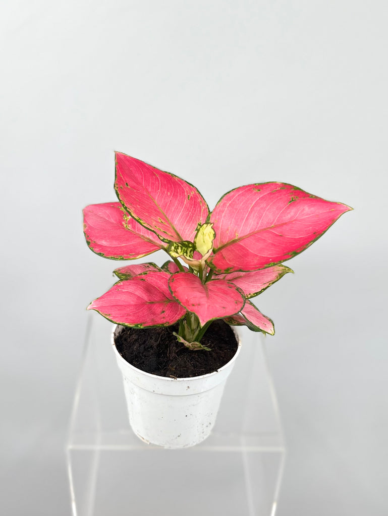 4" Chinese Evergreen Lucky Red