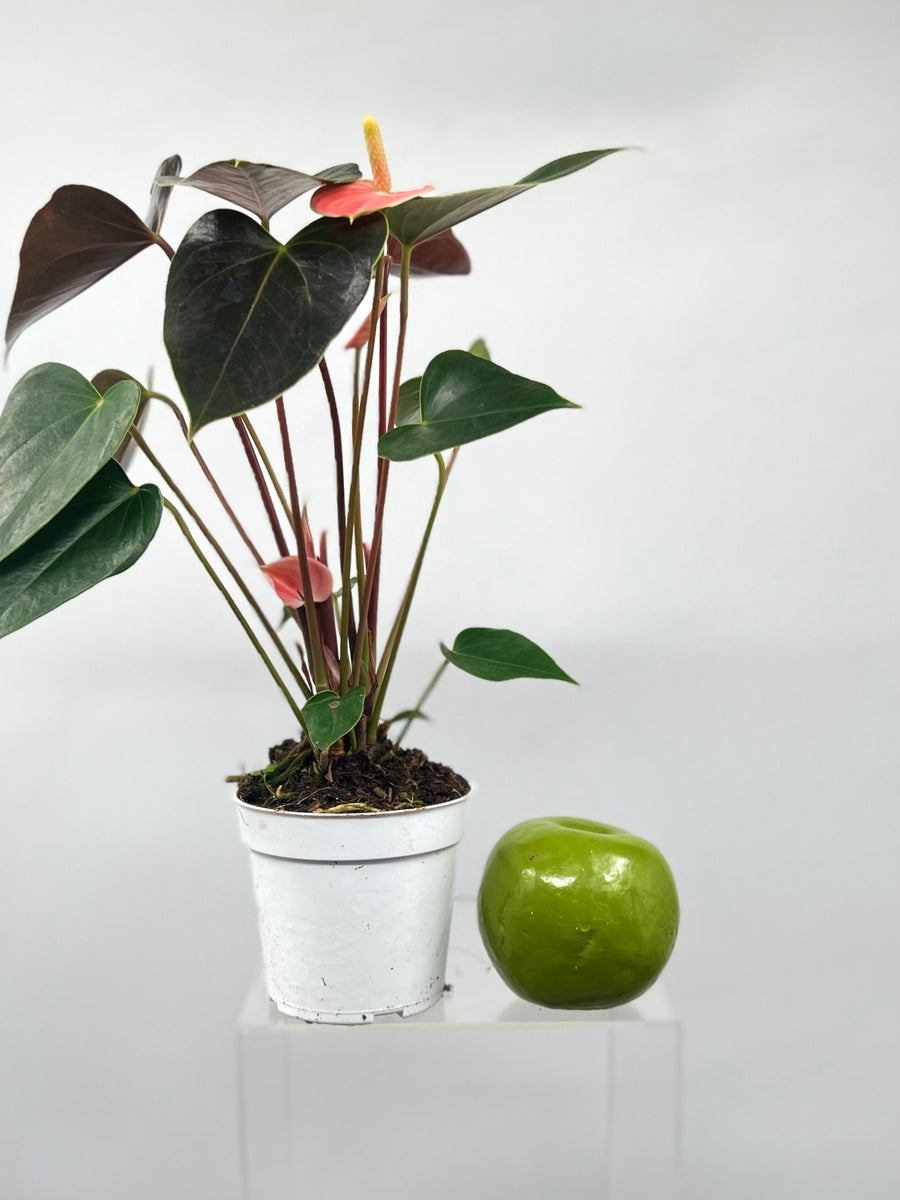 anthurium cirano 4" Anthurium, Rainbow Champion
