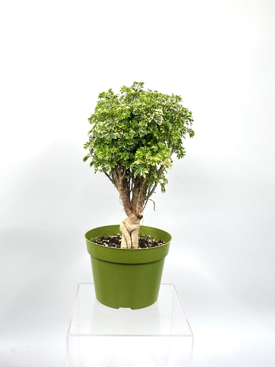 ming aralia bonsai tree 6" Ming Aralia Gold, Mini Bonsai – Plant Decor Shop