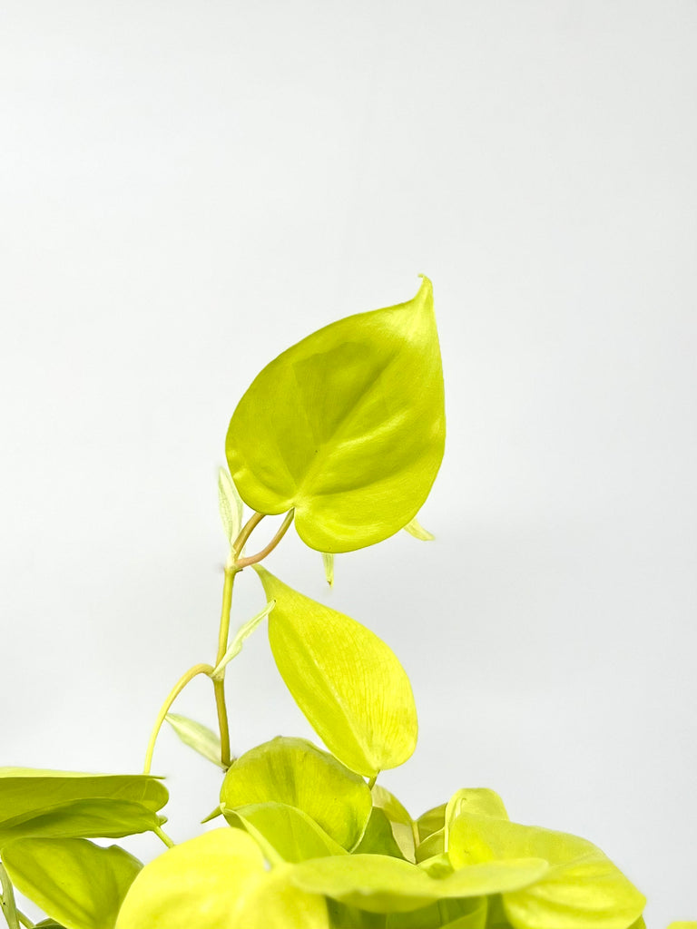6" Philodendron Cordatum Neon