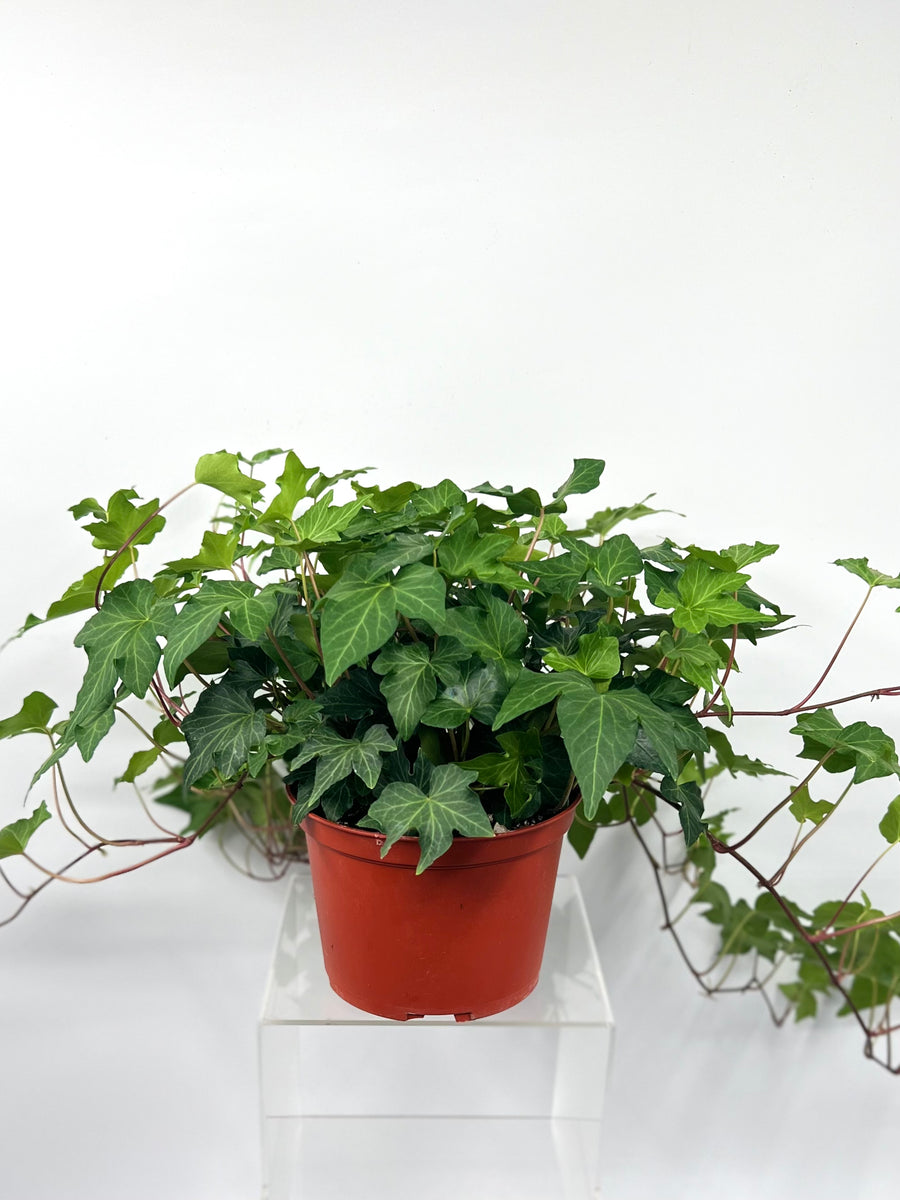 ivy house plants for sale 6" Ivy, California Green – Plant Decor Shop