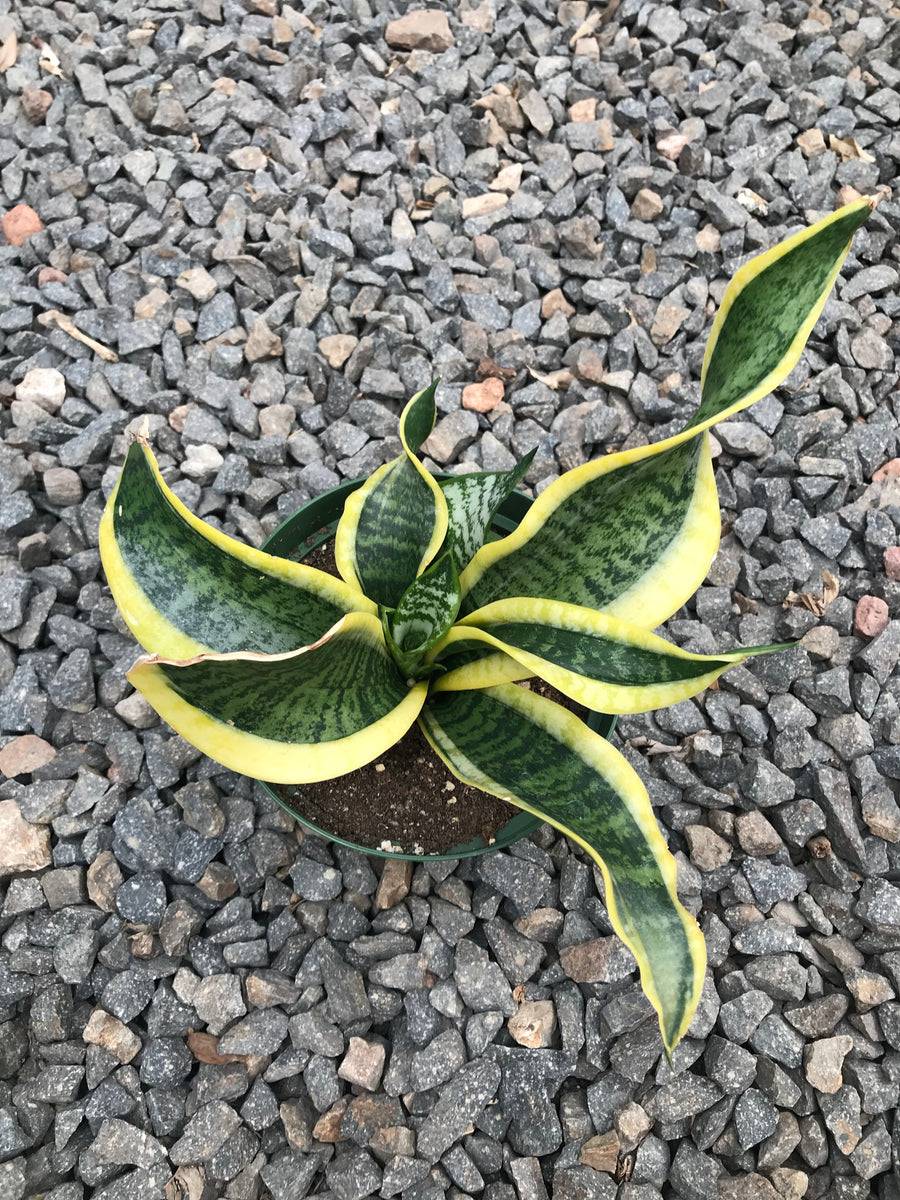sansevieria twisted sister 6" Sansevieria Twist – Plant Decor Shop