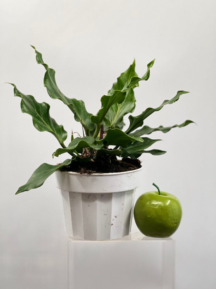 anthurium plowmanii flower 6" Anthurium Plowmanii – Plant Decor Shop