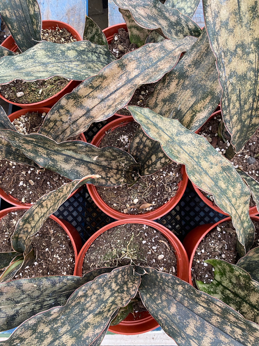 copper sansevieria 6" Sansevieria Copper – Plant Decor Shop