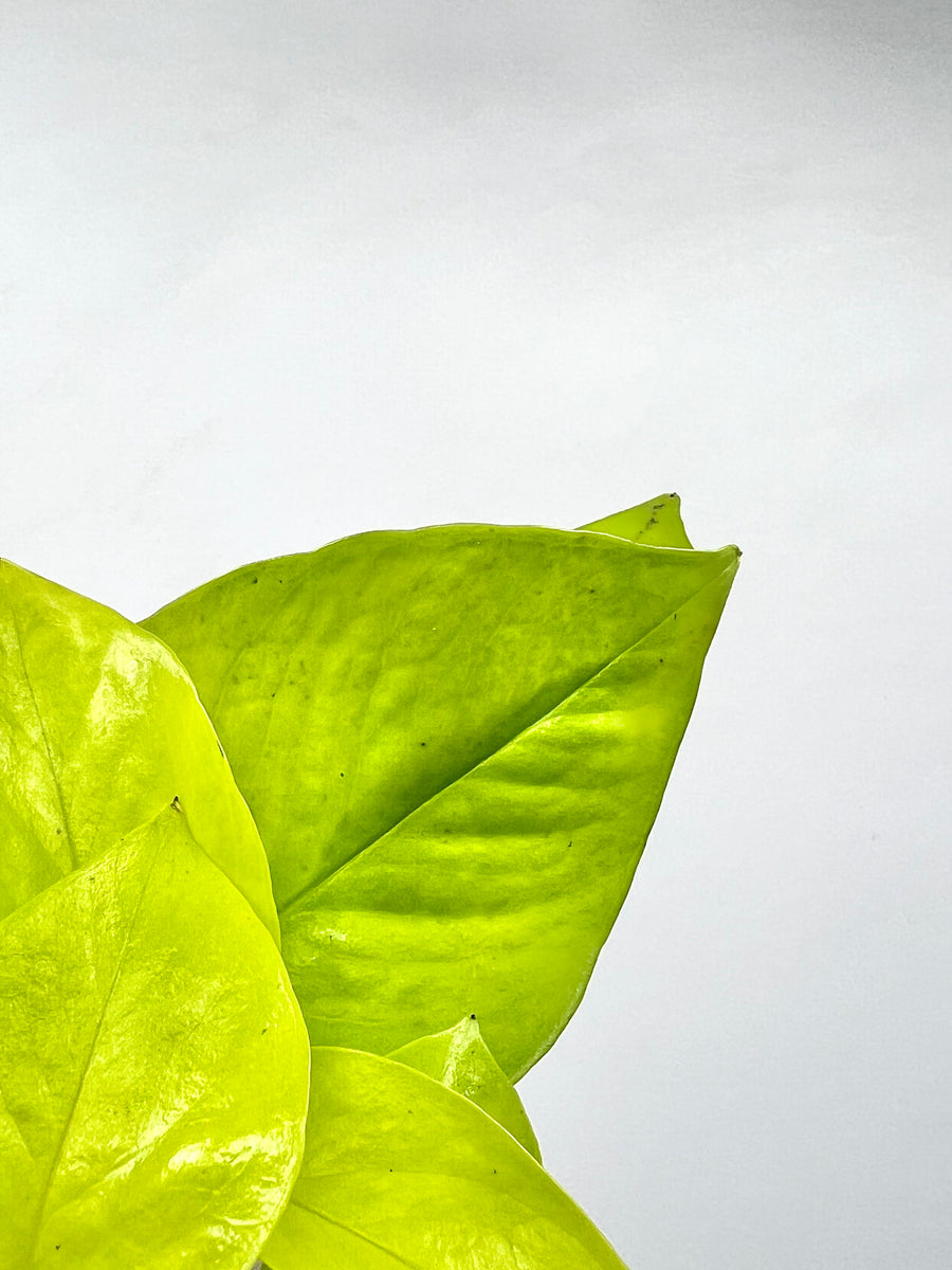 neon pothos droopy 4" Pothos, Neon – Plant Decor Shop