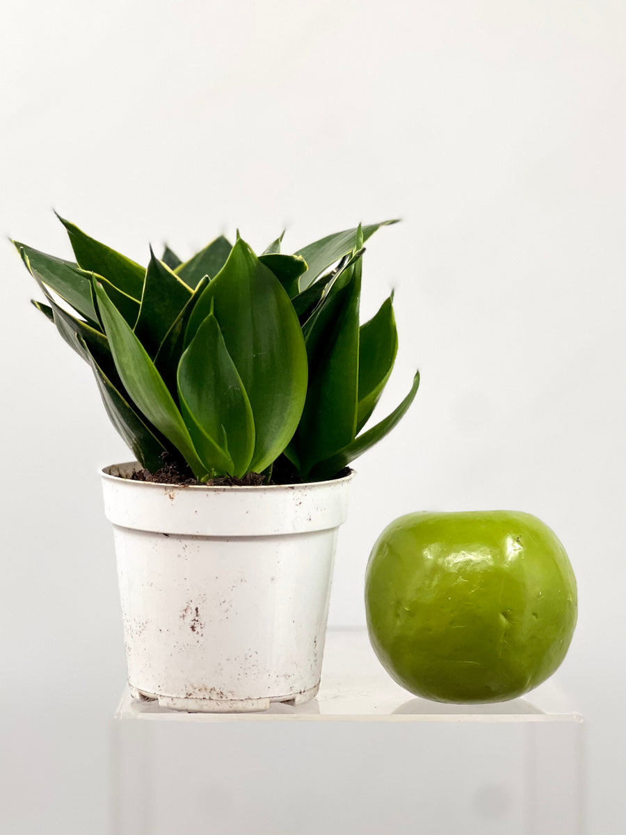 emerald star snake plant care 4" Sansevieria Emerald Star