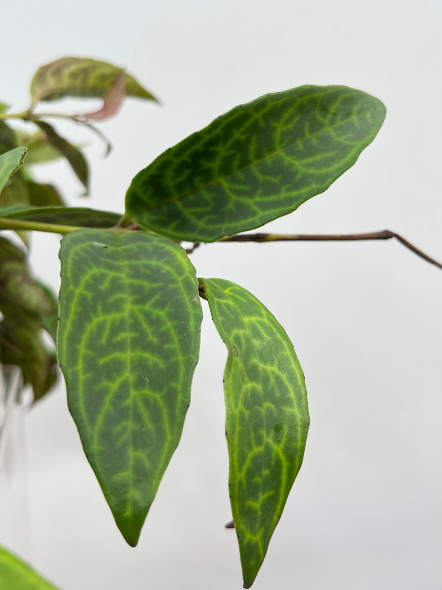 6" Lipstick, Black Pagoda Plant Decor Shop