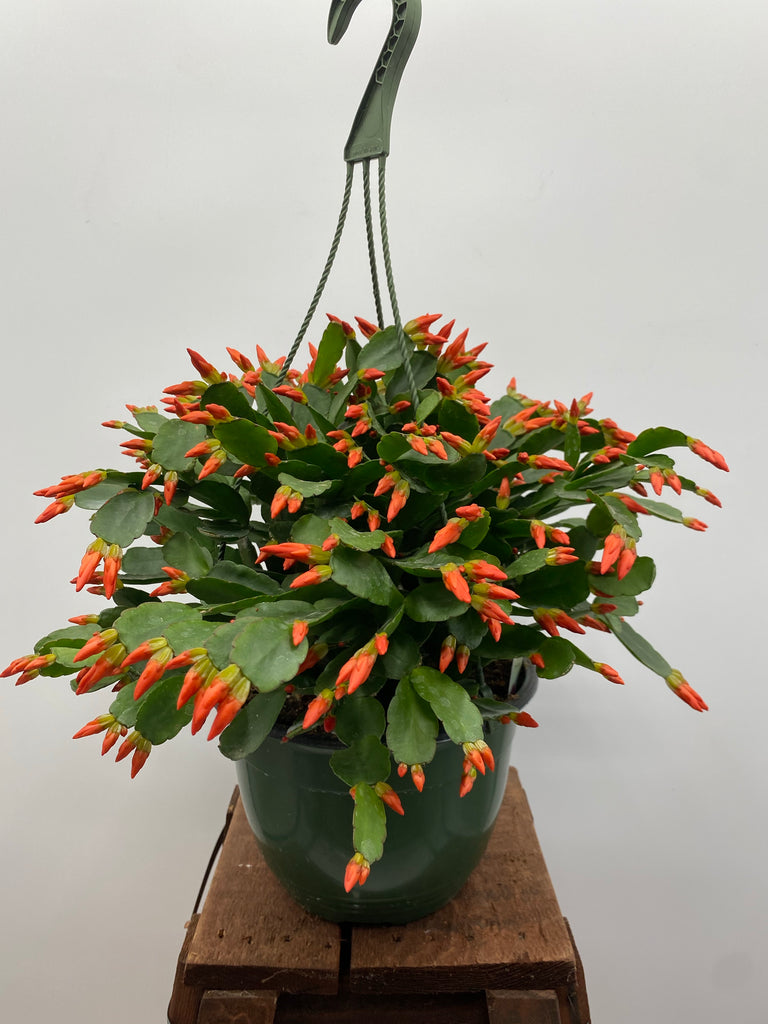 8" Spring Cactus, Orange