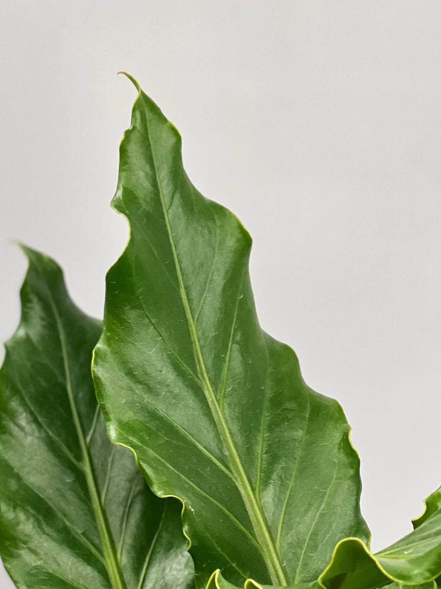 6" Anthurium Plowmanii  Plant Decor Shop