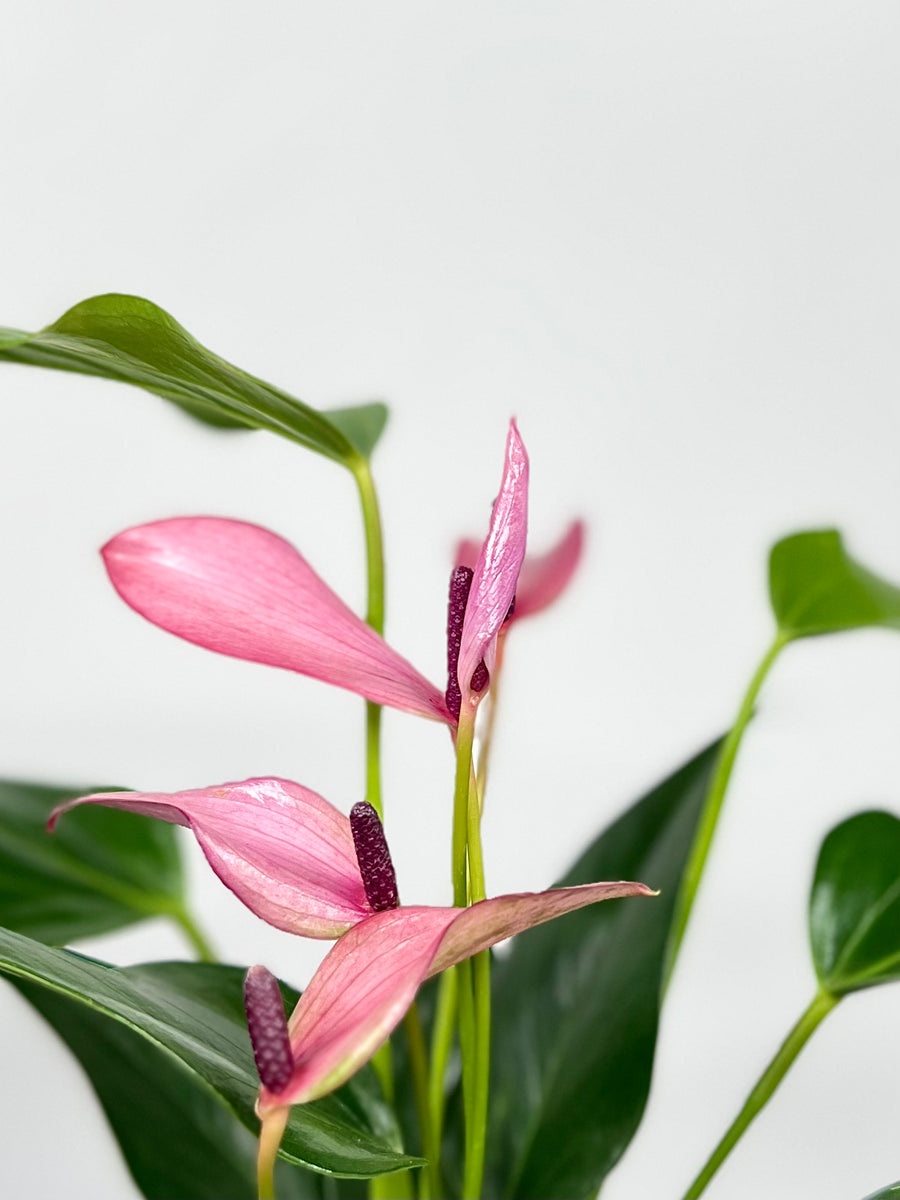 anthurium mov Anthurium 'Purple' Size 4 Pot
