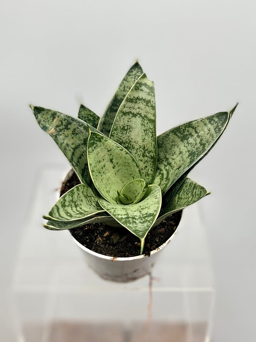sansevieria hahnii blue star 4" Sansevieria Hahnii Silver Star – Plant Decor Shop