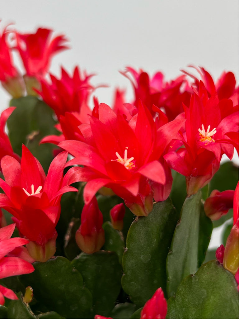 4" Spring Cactus, Red