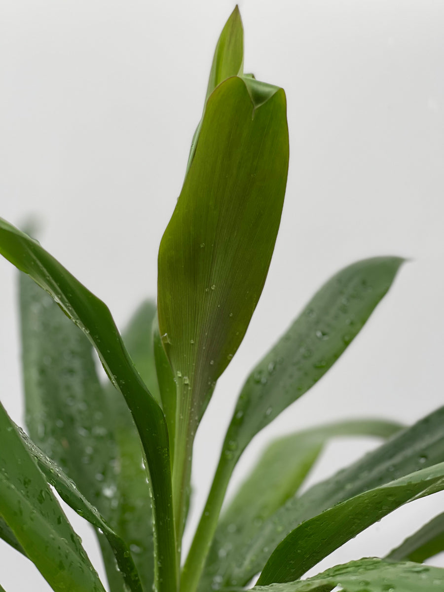 dracaena cordyline glauca 4
