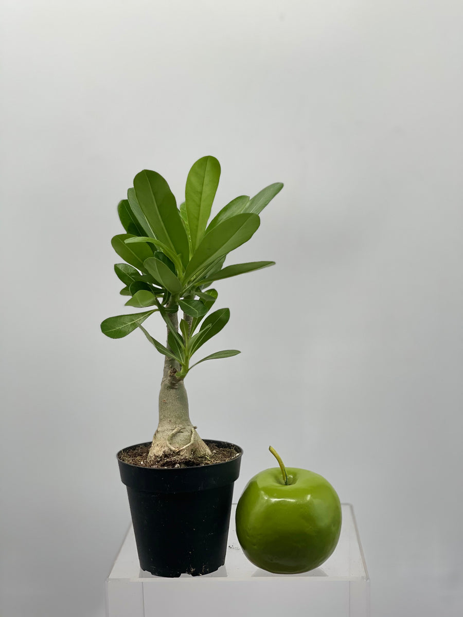 Desert Rose 'Adenium obesum' 6 Pot