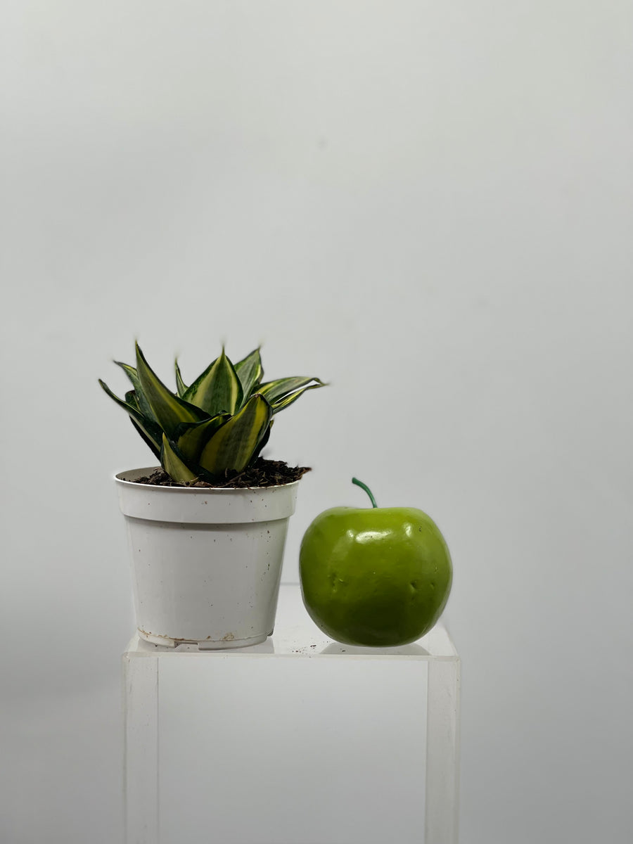 sansevieria gold star 4" Sansevieria Gold Star – Plant Decor Shop