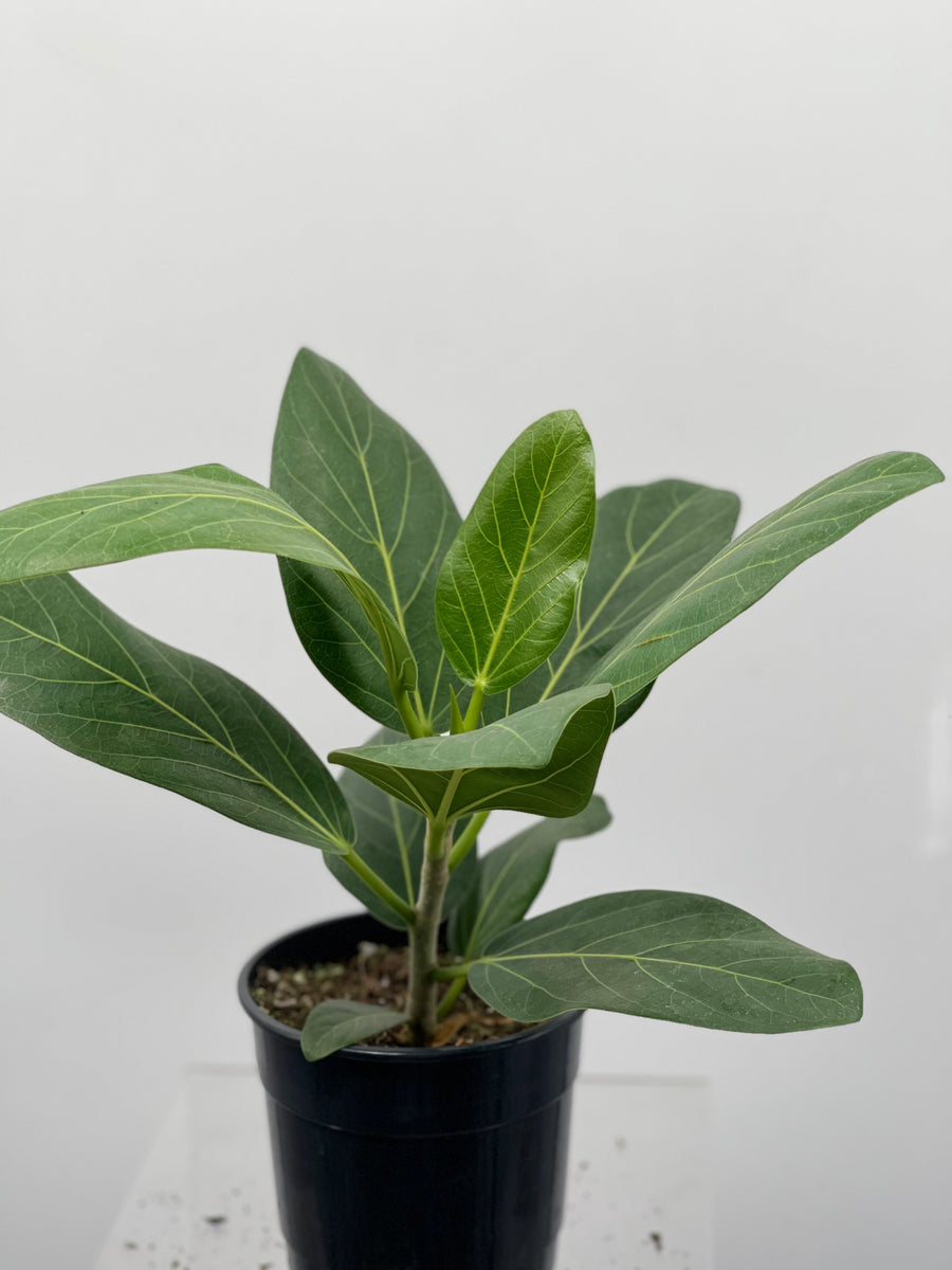 ficus audrey etsy 5" Ficus Audrey – Plant Decor Shop