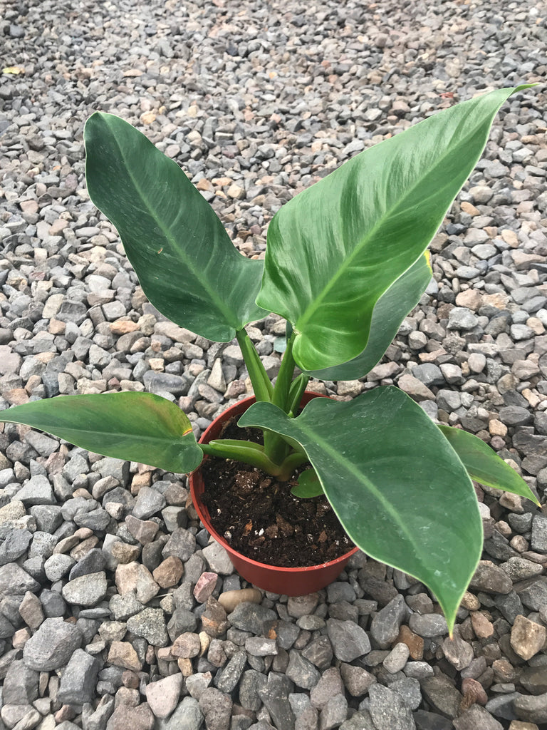 6" Philodendron Imperial Green