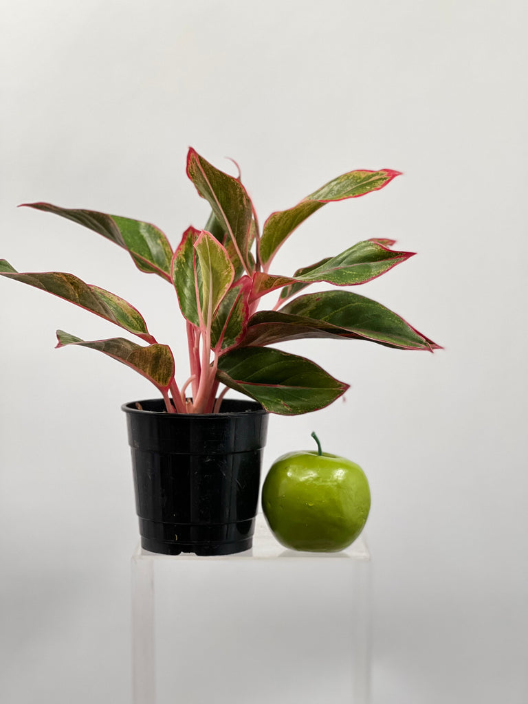 5" Chinese Evergreen Siam, Red