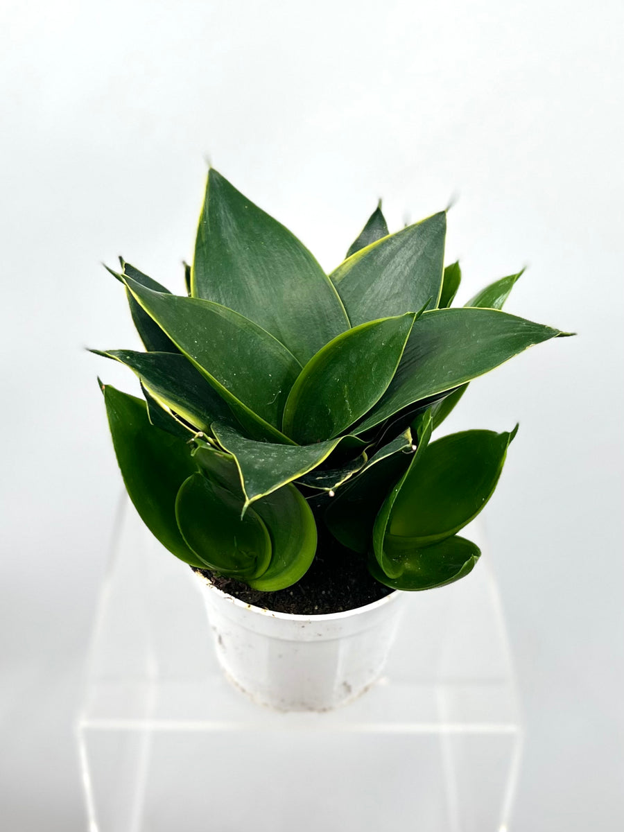 jade star snake plant 4