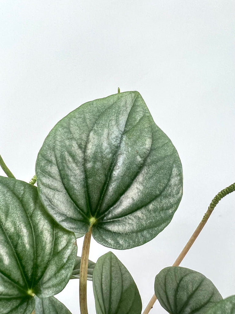 4" Peperomia Frost