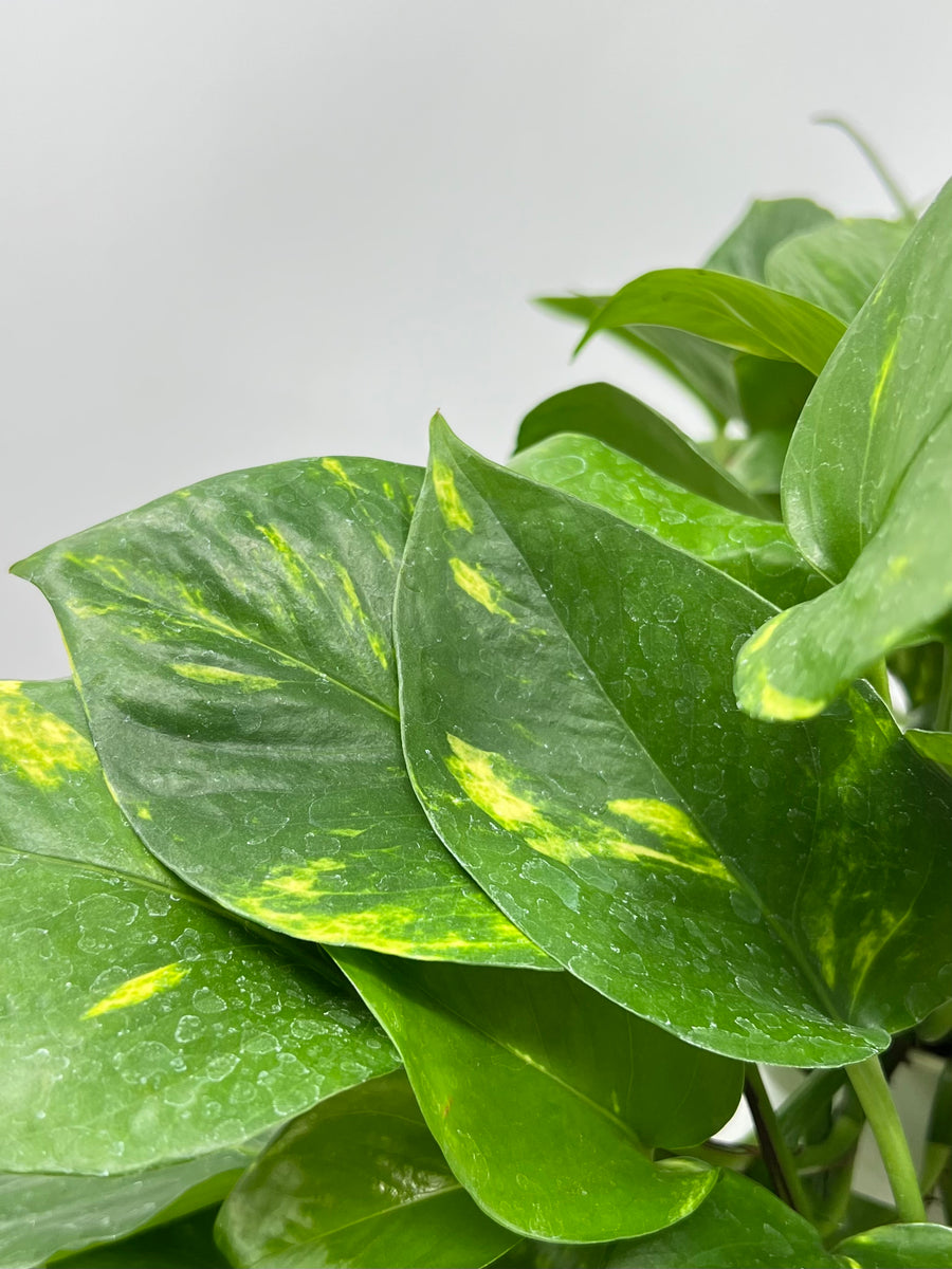huge golden pothos 6" Pothos, Golden – Plant Decor Shop