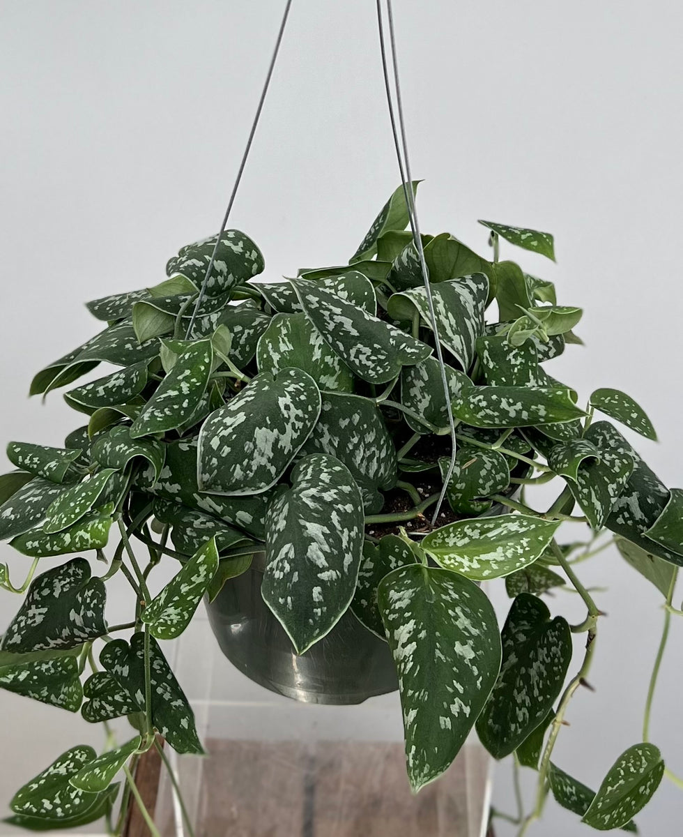 り*ー様 【激レア】Scindapsus Argyraeus Fatamorga り*ー様 【激レア】Scindapsus Argyraeus Fatamorga Scindapsus