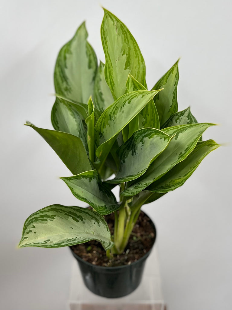 6" Chinese Evergreen Silver Bay
