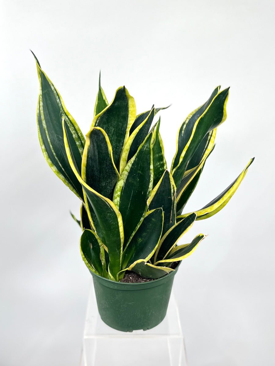 black gold extreme snake plant care 6
