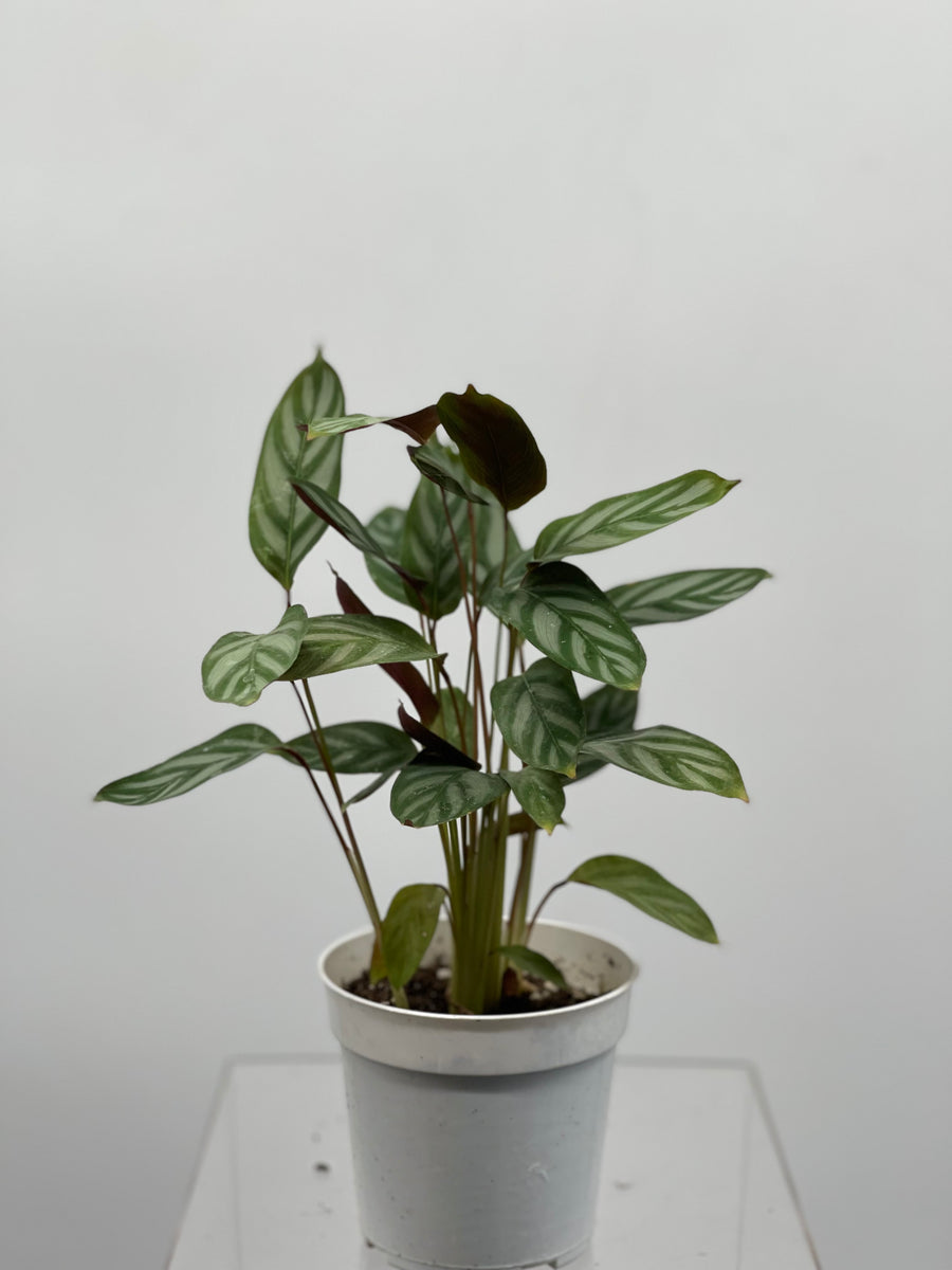 grey star calathea live plant in a 6 inch pot 4