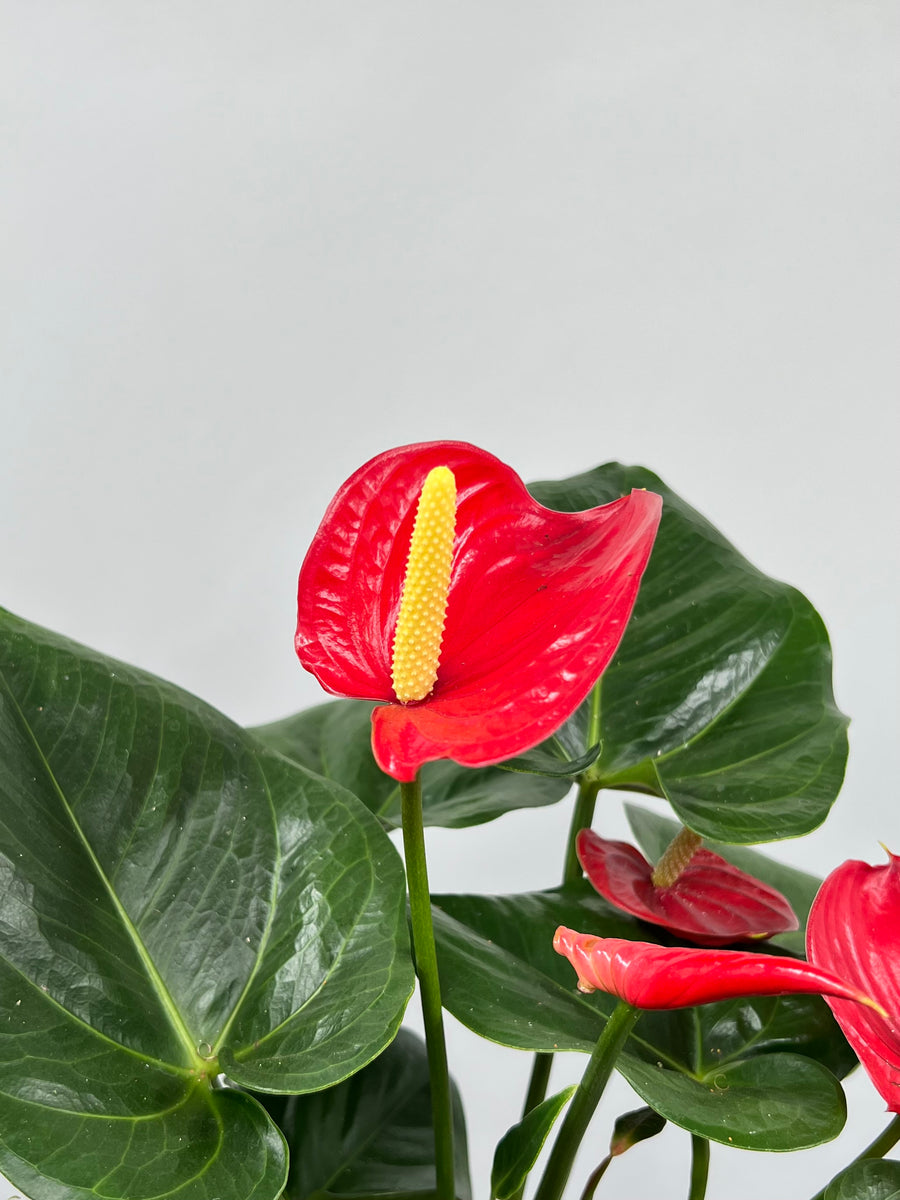 anthurium big 6 flowers sf 6" Anthurium, Red – Plant Decor Shop