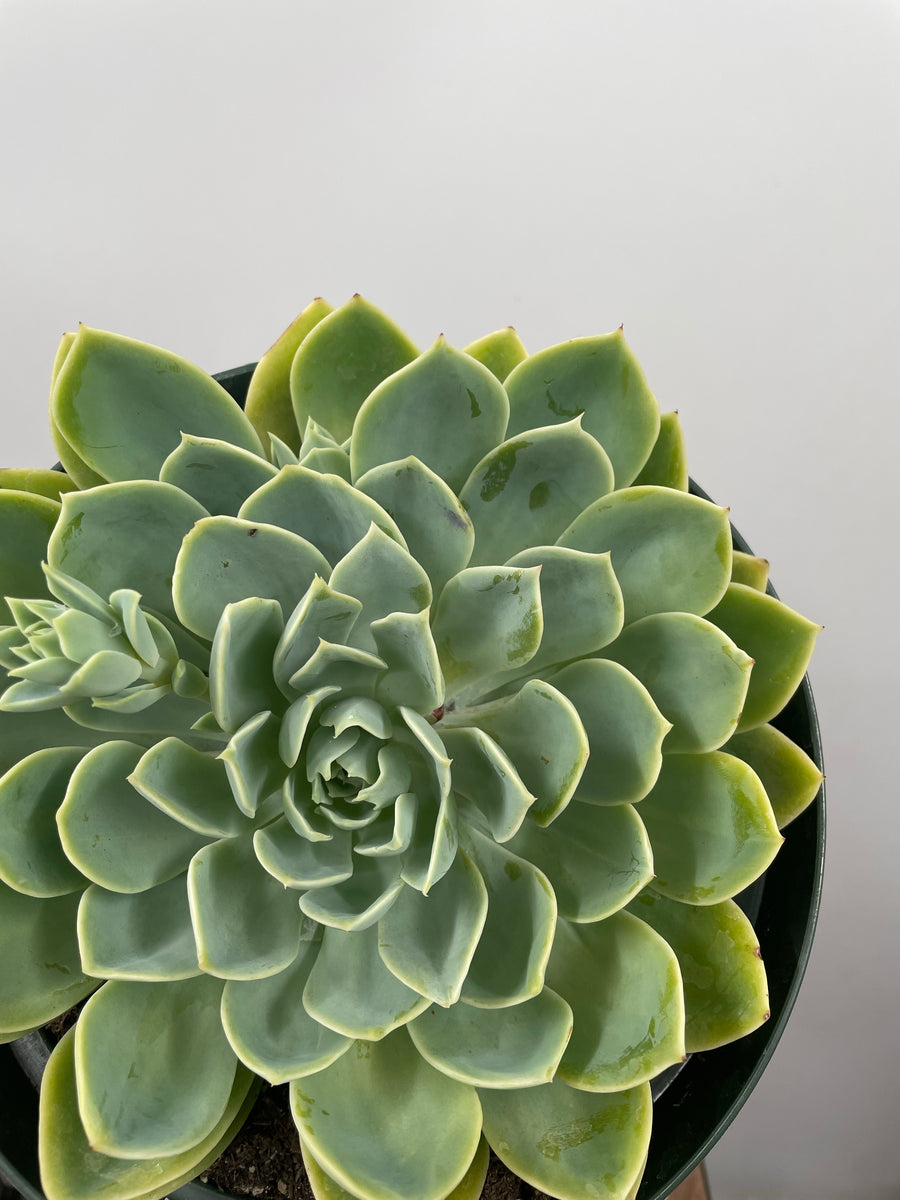 blue atoll succulent 8" Echeveria Blue Atoll – Plant Decor Shop