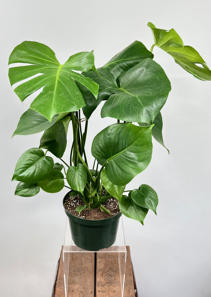 バ*け様 【珍希少】Monstera deliciosa Compact TOP バ*け様 【珍希少