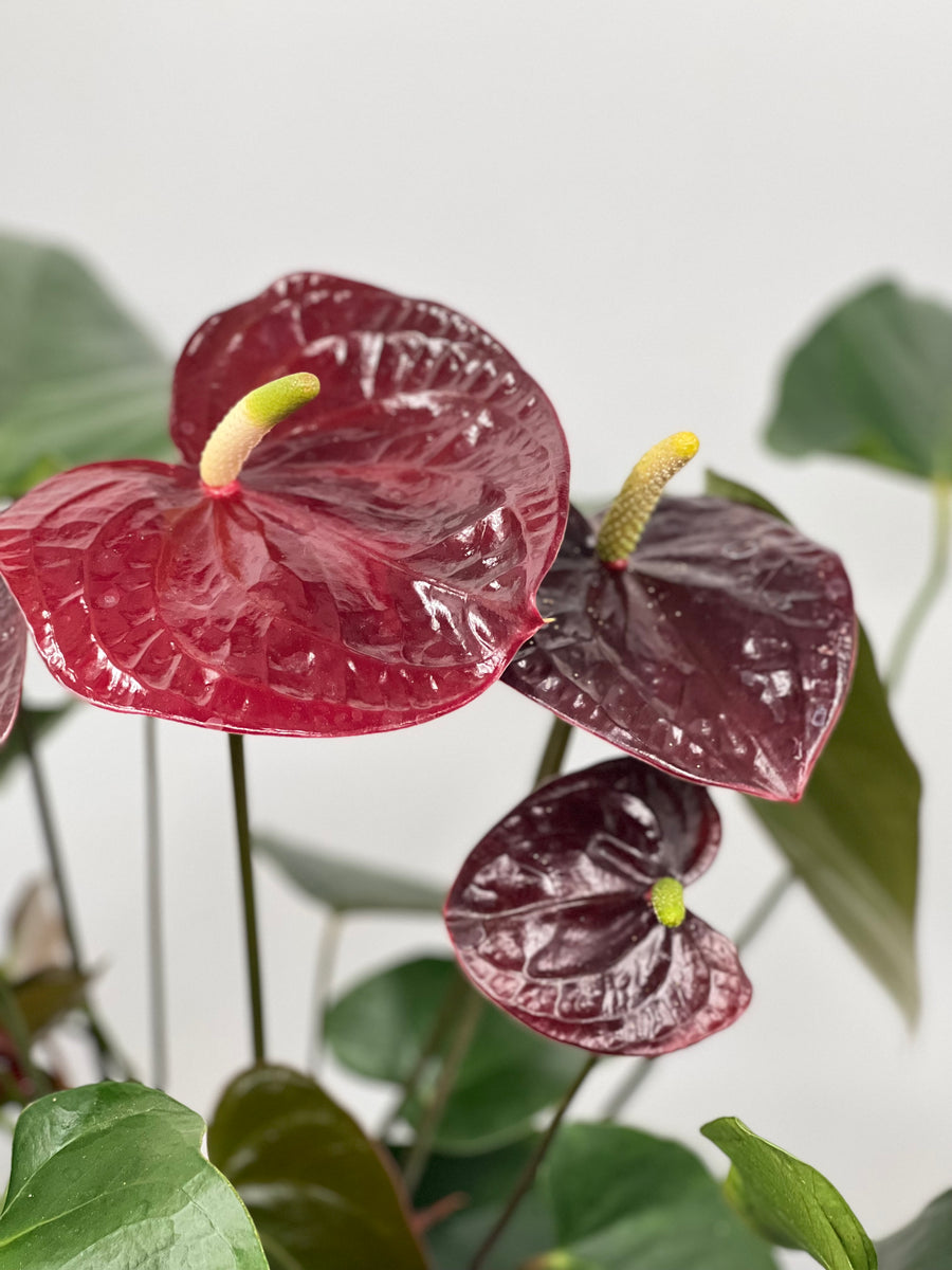 aramon anthurium 6" Anthurium, Dark Red