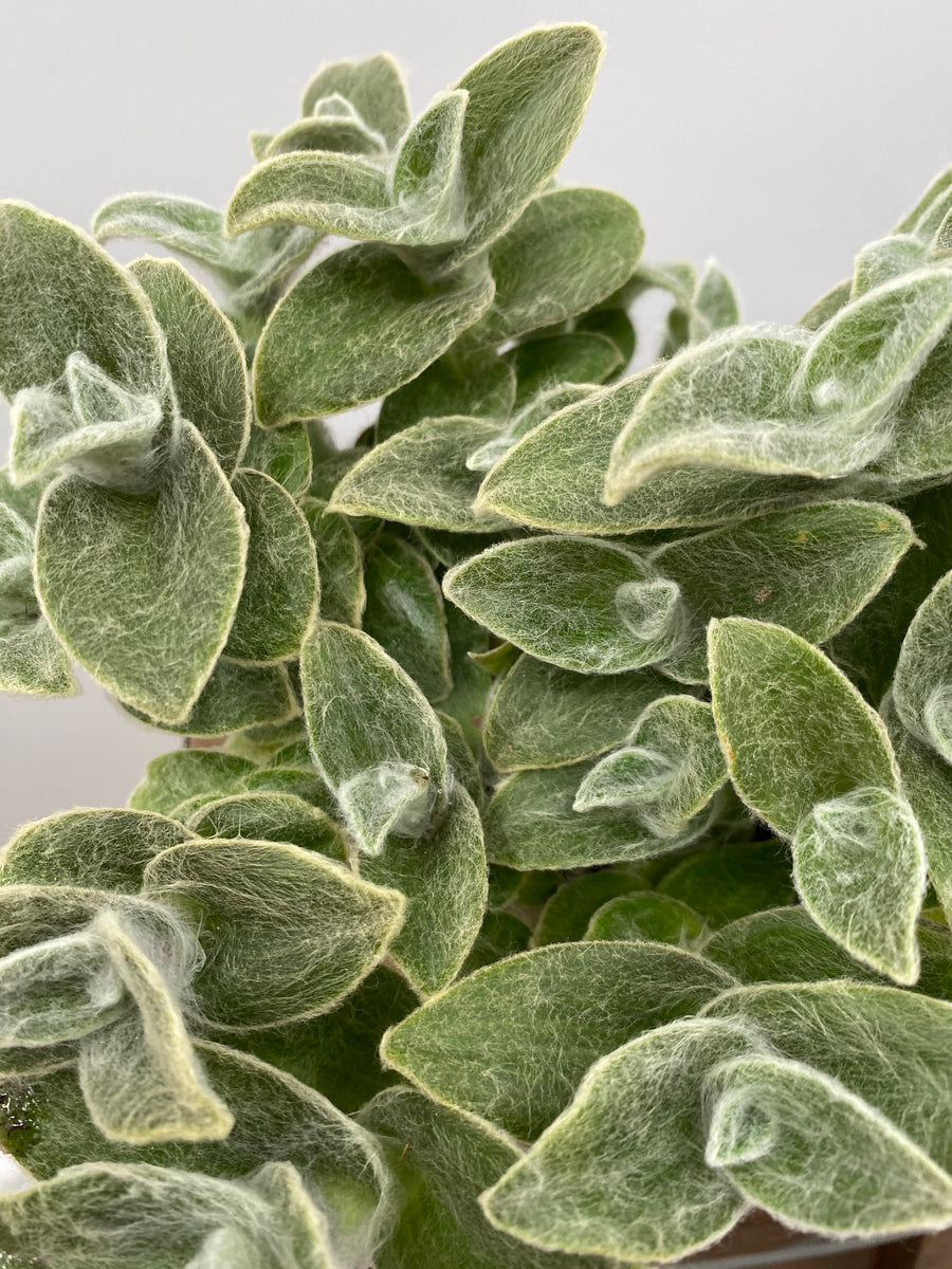 white velvet indoor plant 6