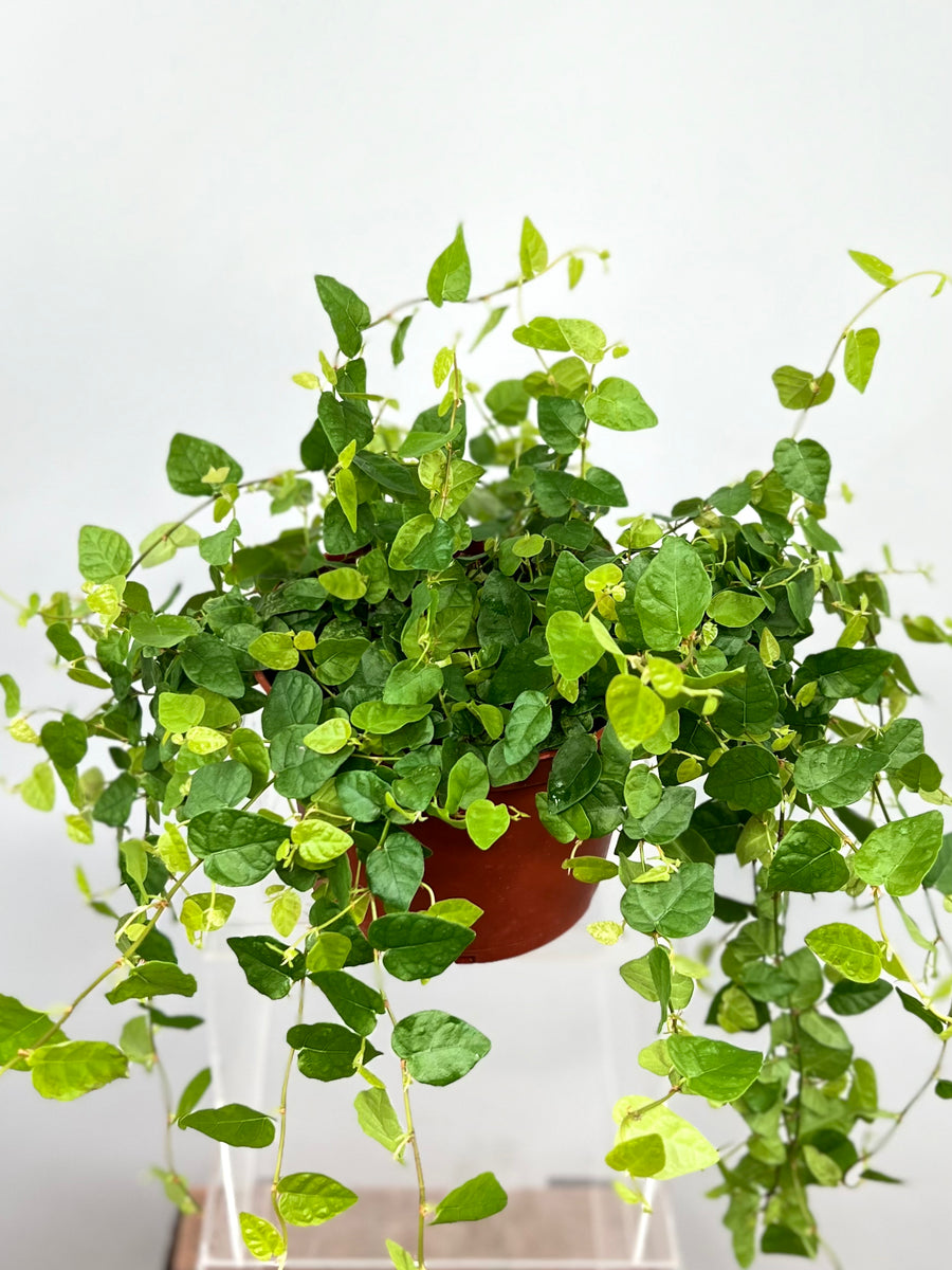 creeping fig hanging plant 6" Creeping Fig Ficus